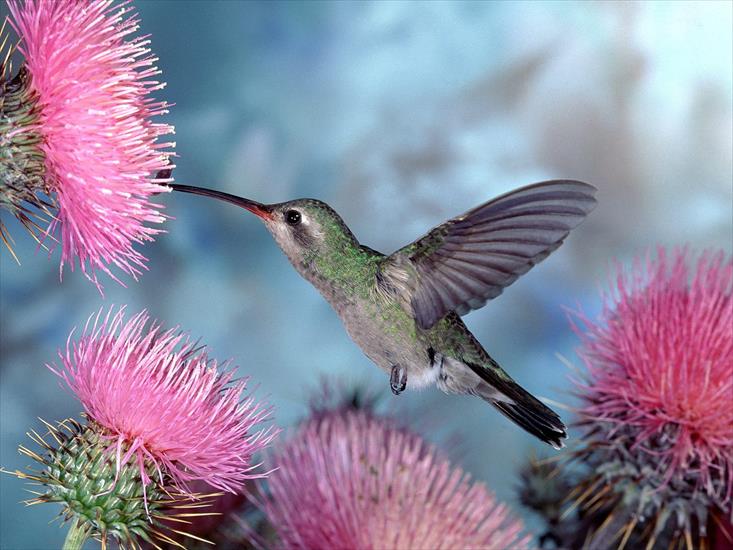 Ptaki - Broad-billed Hummingbird.jpg