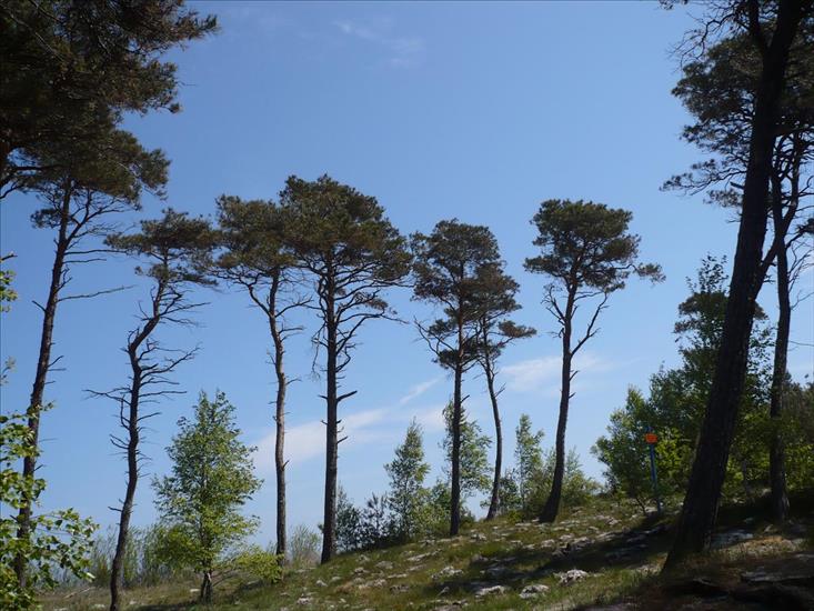 pejzaże widoki - Drzewa na wydmach Półwysep Helski 25-05-2008.JPG