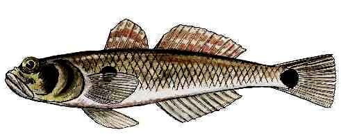 Gatunki ryb - Babka czarnoplamka.jpg