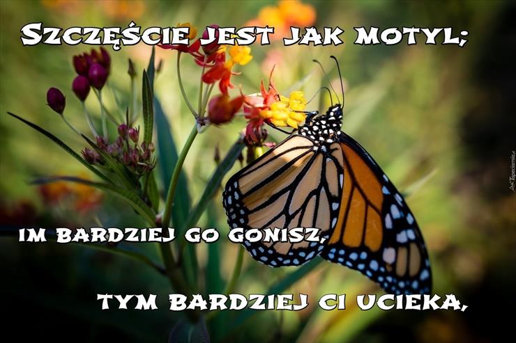 Szczęście - memy.tapeciarnia.pl-szczescie-jest-jak-motyl.jpg