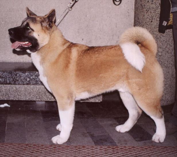 Rasy psów - Akita amerykańska.jpg