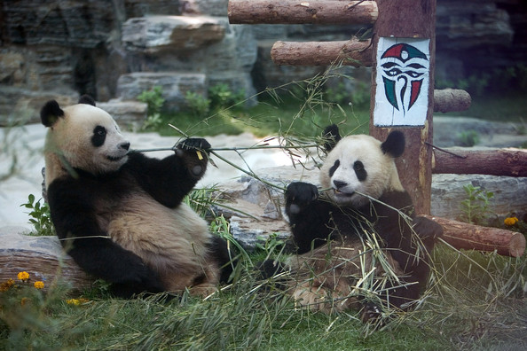 Pandas - 78.jpg