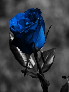 Róże - Blue_Rose.jpg