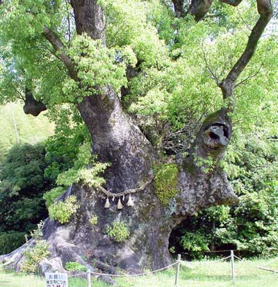 osobliwości - Kiyotake-Wielkie-Drzewo.jpg