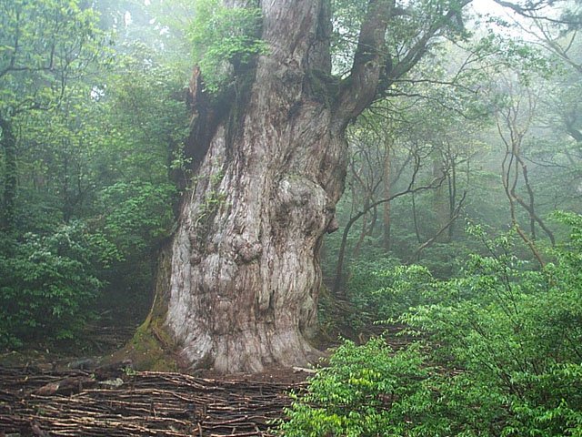 NAJSTARSZE DRZEWA NA ŚWIECIE W FOTOGRAFII RACHEL SUSSMAN - Cedr Jomon-sugi - najstarsze drzewo w Japonii.jpg