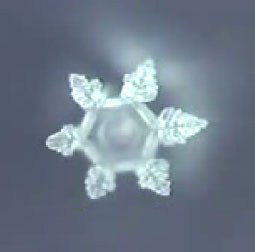 WODA - Masaru Emoto - Masaru Emoto -Woda to magazyn informacji.jpg