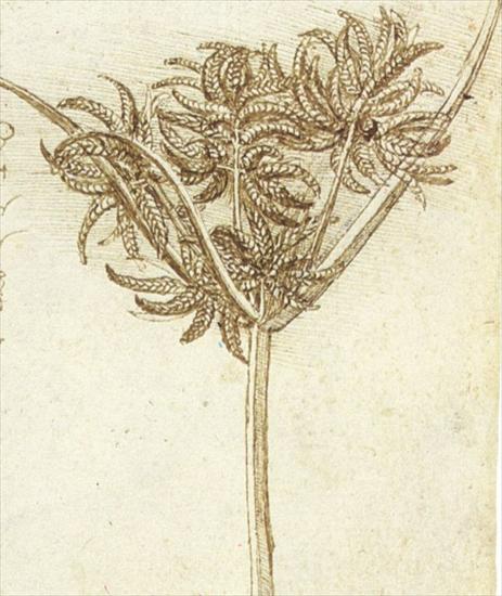 Szkice Leonarda da Vinci - sedge.jpg