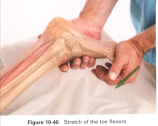Anatomia masażu - 10-40.JPG