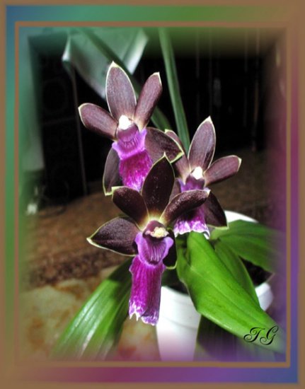 STORCZYKI - Ingrids Orchidee.jpg