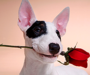 Pieski - dog with rose.bmp