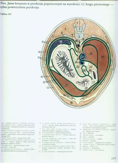 atlas anatomii-tułów - 173.jpg