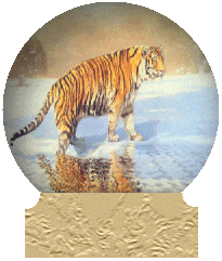 Koty dzikie - tigre05.gif