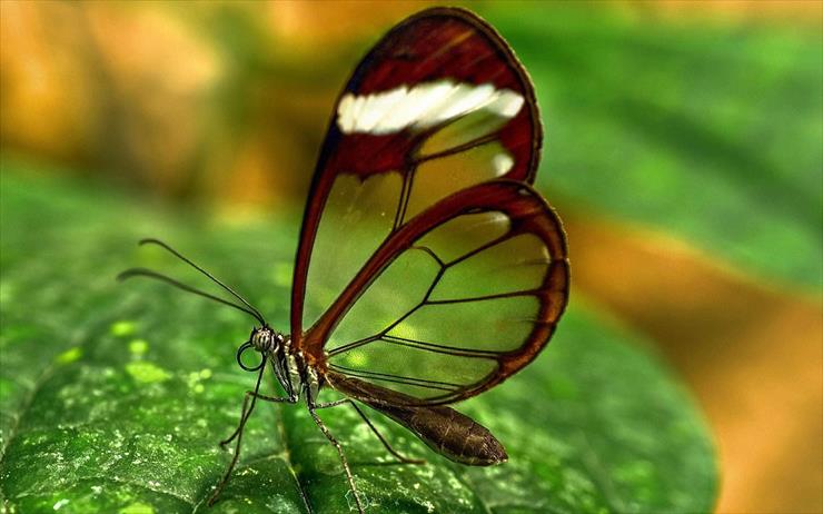 Motyle i ważki - Sweet-Butterfly.jpg