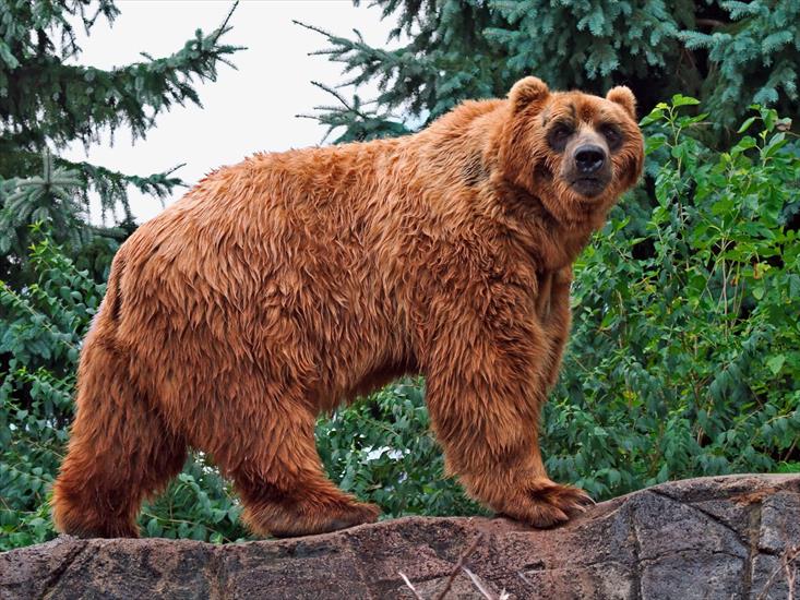 Zwierzęta - Kodiak Bear.jpg