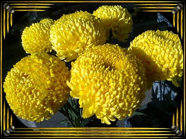 kwiaty chryzantemy - 3.jpg