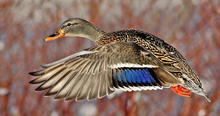 Ptaki - Female Mallard Duckie.jpg
