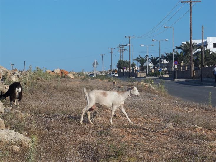 Rodos grecja - 100_1026.JPG