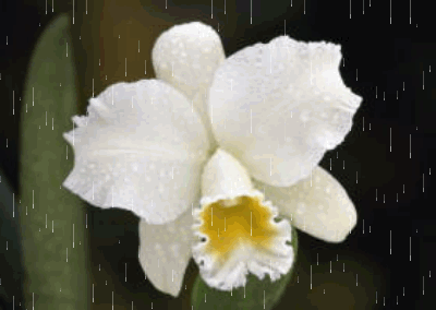z deszczem-moje - orchidea1.gif