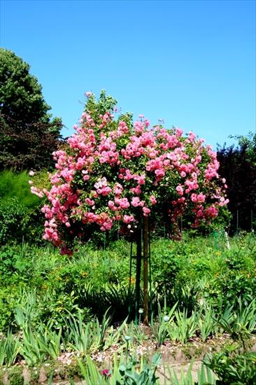 różane drzewka - roze_pienne3.jpg