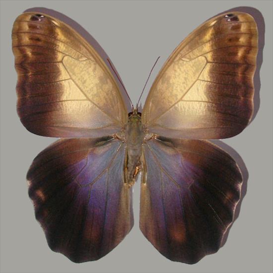 Motyle egzotyczne - Caligo memnon.jpg