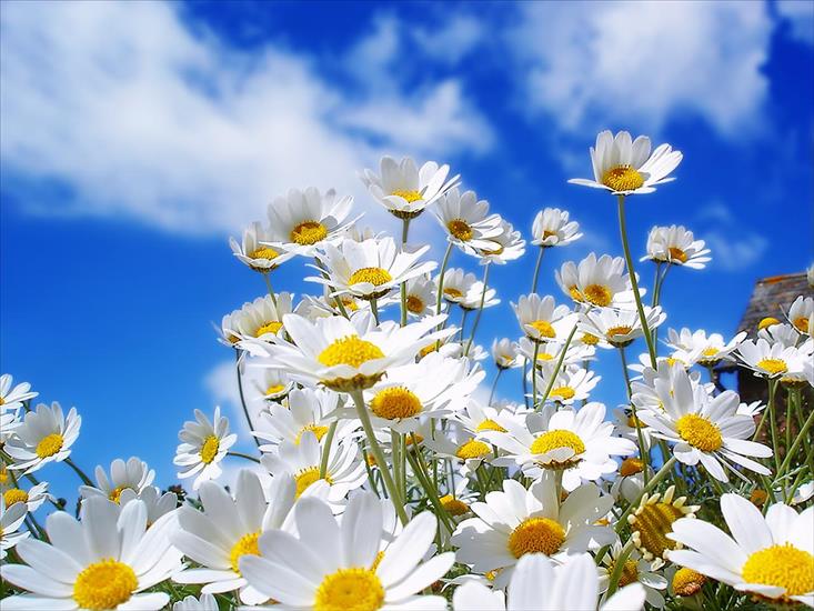  Kwiaty -  róże - Spring_Daisys_1600.jpg