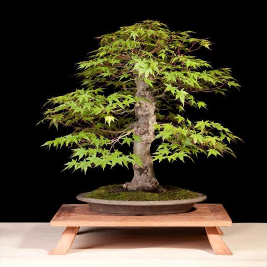 - NATURA - - z11618986Q,Formowanie-bonsai-to-zupelnie-co-innego-niz-strzyz.jpg