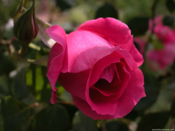 Kwiaty - różne - rosa_Pink_Cloud_2.JPG