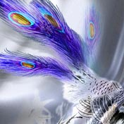 Galeria - Peacock Feathers.jpg