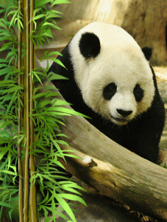 Zwierzęta - Panda.gif