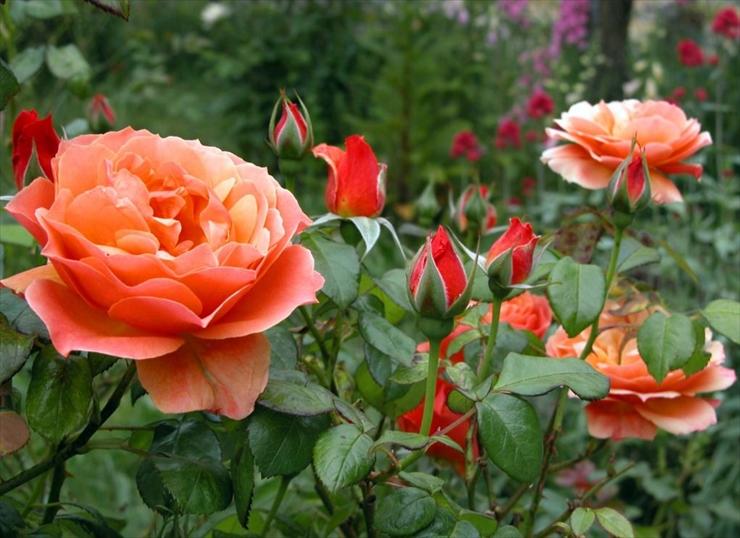 róże - rozsa-064.jpg