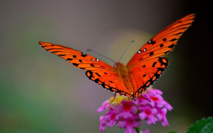 Motyle i ważki - 6910484-black-red-butterfly.jpg