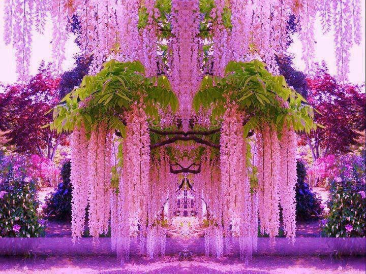 OGRODY - Japan Garden- Purple Wisteria.jpg