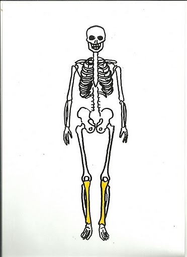 budowa szkieletu człowieka - escanear0004.jpg