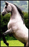 Animals - 100x160_horse_020.jpg