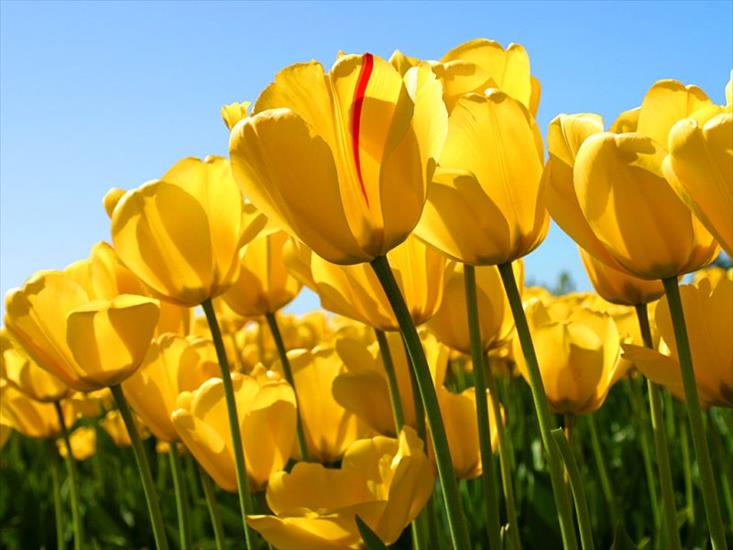 kwiaty-jpg - Tulipany1.jpg