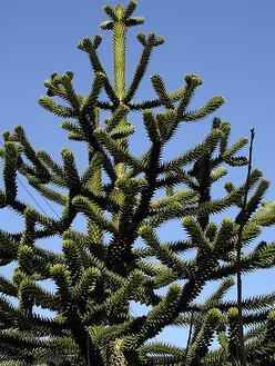 Nowy folder - Araukaria chilijska  Araucaria araucana.jpg