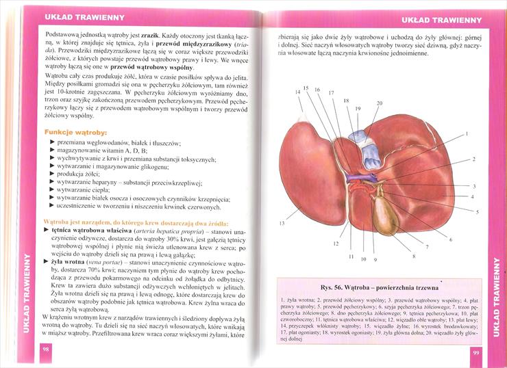 Atlas Anatomiczny BUCHMANN kolorowe rys. anatomiczne i czterojęzyczny słowniczek - Strona 098-099.jpg