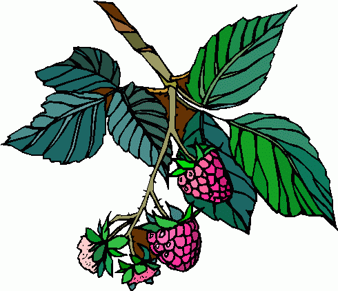 owoce i warzywa - raspberries_5.gif