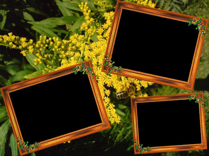 Ramki na kilka zdjęć - mimoza kopia.png