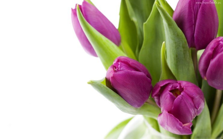 Tulipany - 88137_fioletowe_tulipany.jpg
