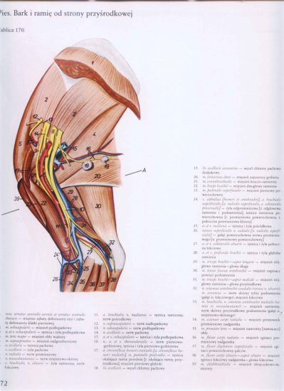 atlas anatomii topograficznej-miednica i kończyny - 166.jpg