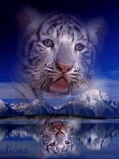Zwierzęta - Tiger_Reflections.jpg