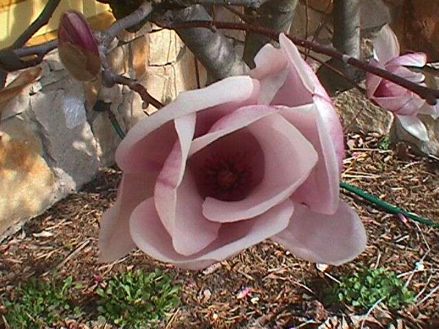 Magnolia - magn1.jpg