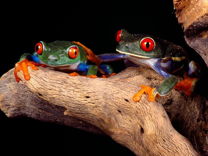 Kolorowe żaby - Frog Wallpaper 6.jpg