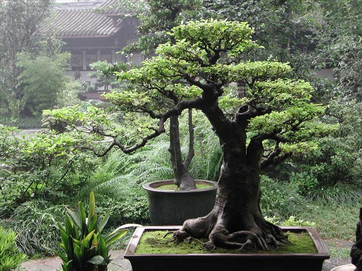 BONZAI - bonsai 88.jpg