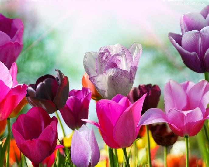 -Gify Wielkanocne - 71386_kolorowe_tulipany.jpg