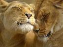 TAPETY ZWIERZETA - TN-loving-lions.jpg