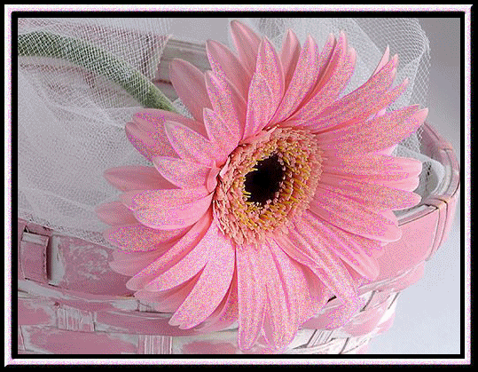 Kwiaty-gify - -aC3DIO1x0.jpg