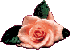 kwiaty - malutka rózyczka.gif