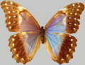 Motyle - butterfa.jpg